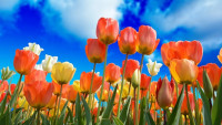tulipány nebe-3251607 1280